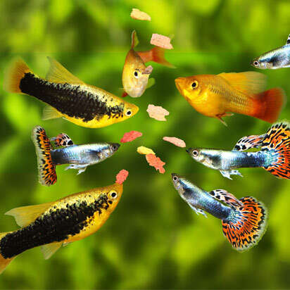 fischfutter bubblenavibanner 412x412